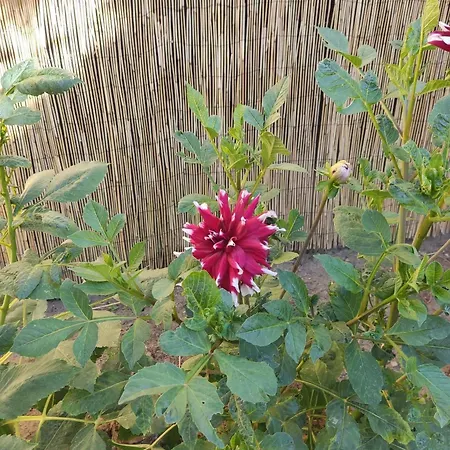 아파트 In 35179 리브니츠 담가르텐